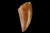 Serrated, Raptor Tooth - Real Dinosaur Tooth #142594-1
